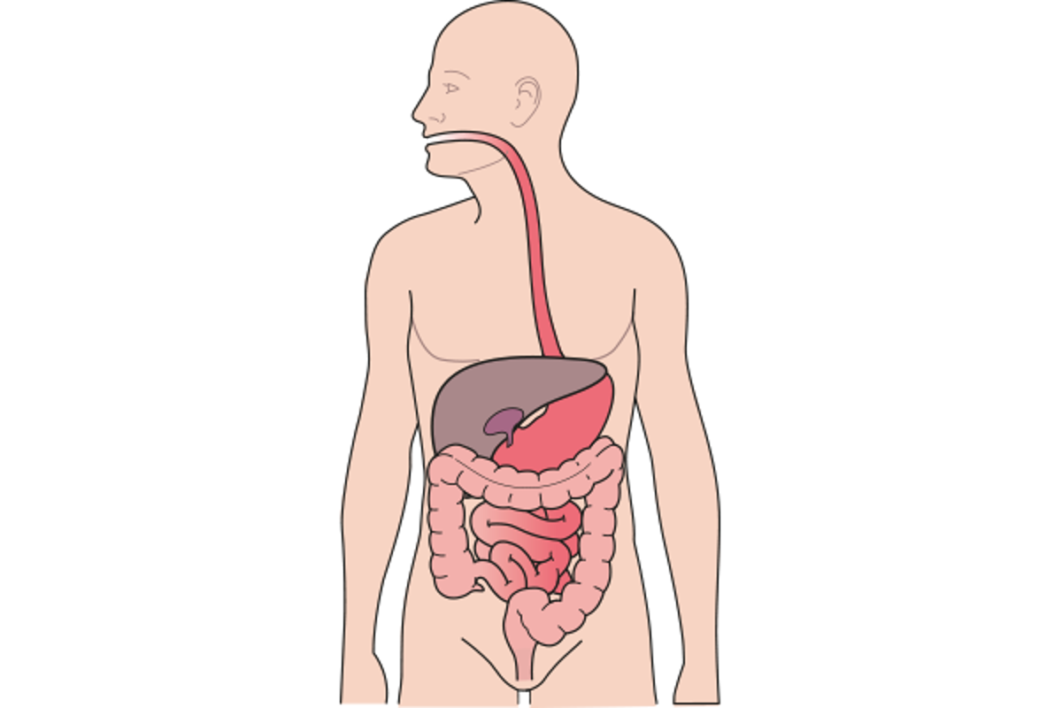 Verdauungssystem
